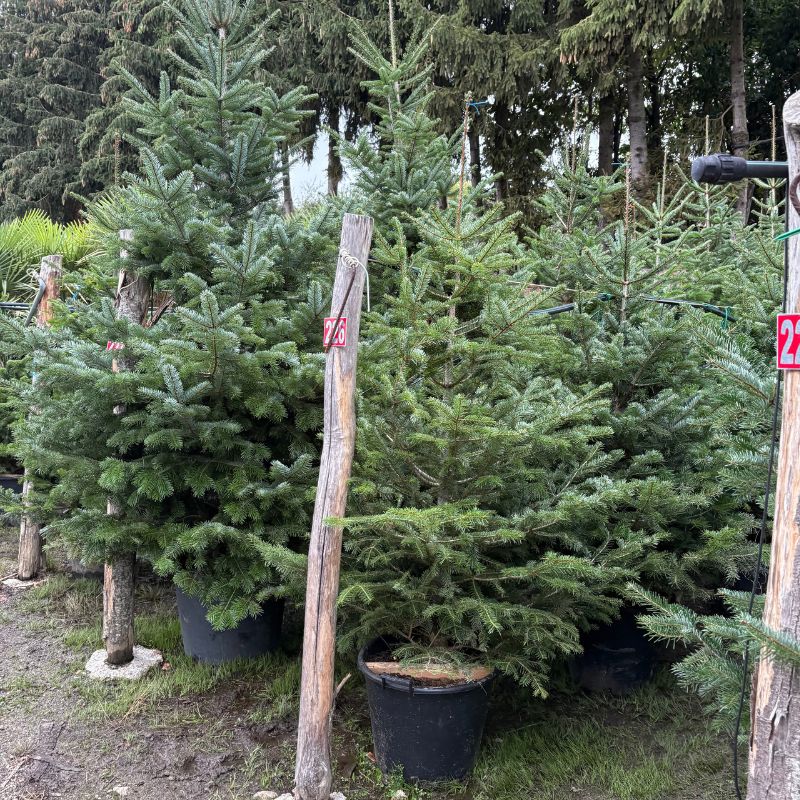 arbol de navidad repicado